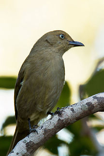 Sombre Greenbul  Andropadus importunus,Geotagged,Sombre Greenbul,South Africa,Winter,birds,south africa