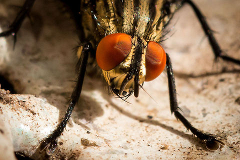 Eye of the fly With very little to photograph in the garden at the moment, I have resorted to our old friend, the house fly Geotagged,Housefly,Musca domestica,South Africa,Winter,flies,insects,south africa