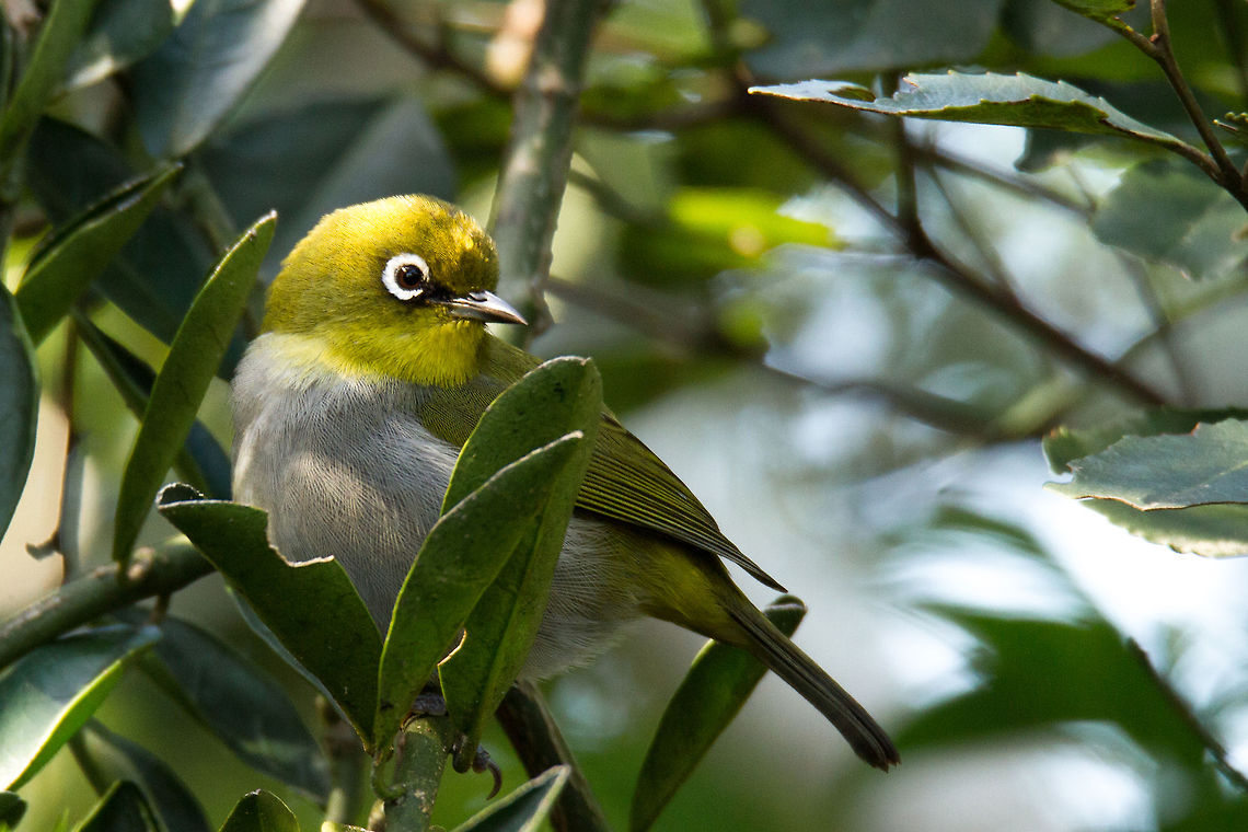 Cape white_eye Loads of these lovely little birds around at the moment, they are just adorable! Cape White-eye,Geotagged,South Africa,Winter,Zosterops pallidus,birds,south africa,tree birds