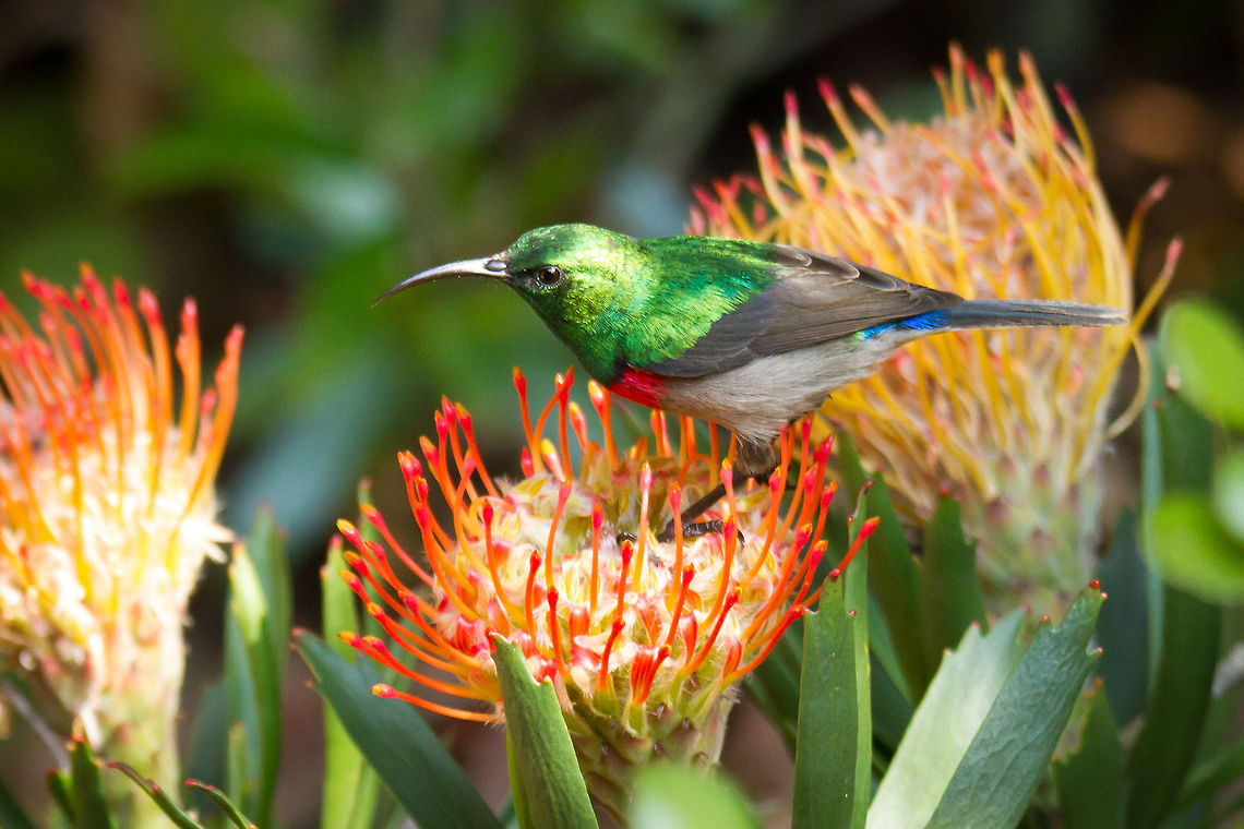 Southern double-collared sunbird (male) feasting on the protea that I just planted in the hope of attracting these beautiful birds...success! Cinnyris chalybeus,Geotagged,South Africa,Southern Double-collared Sunbird,Winter,birds,south africa,sunbirds