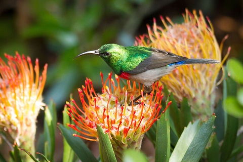 Southern double-collared sunbird (male) feasting on the protea that I just planted in the hope of attracting these beautiful birds...success! Cinnyris chalybeus,Geotagged,South Africa,Southern Double-collared Sunbird,Winter,birds,south africa,sunbirds