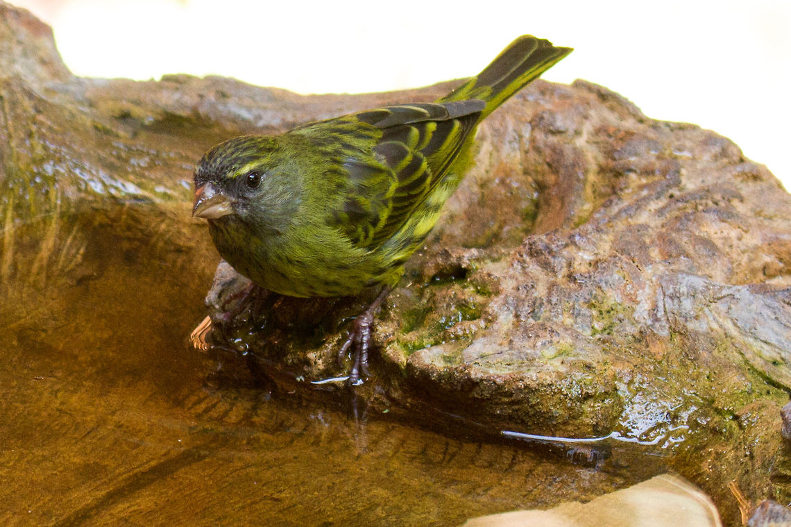 Forest canary This is the first time I have seen this bird, grateful for the bird bath on a very hot day! Forest canary,Geotagged,Serinus scotops,South Africa,Winter,birds,canaries,south africa