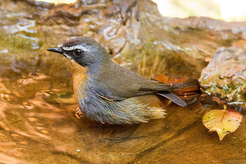 Cape robin-chat Another little lovely that came to cool off in the bird bath yesterday.
I have waited a long, long time to get another photo of this bird! Cossypha caffra,Geotagged,South Africa,Winter,birds,cape robin-chat,chats,south africa