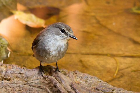 Africa dusky flycatcher  Geotagged,Muscicapa adusta,South Africa,Winter,africa,african dusky flycatcher,birds,flycatchers,south africa
