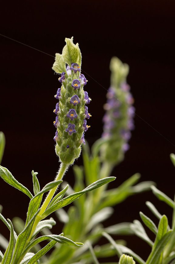 French lavender Just coming into bloom.<br />
Lavender is great for keeping the scorpions away from the house! Geotagged,Lavandula stoechas,South Africa,Winter,africa,flowers,french lavender,lavender,plants