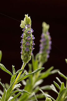 French lavender Just coming into bloom.
Lavender is great for keeping the scorpions away from the house! Geotagged,Lavandula stoechas,South Africa,Winter,africa,flowers,french lavender,lavender,plants