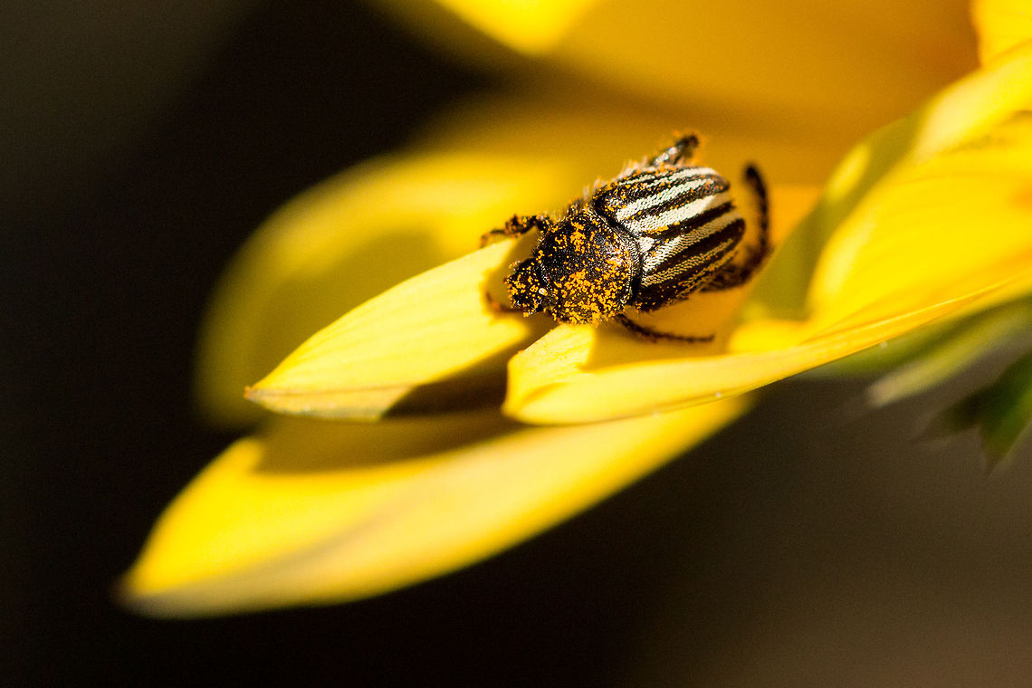 Monkey beetle I'm afraid the exact species of this one still eludes me and there are over 150 species. But I will keep trying! Geotagged,Monkey beetle,South Africa,Winter,beetles,hopliini,insects,south africa