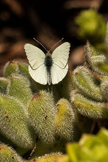 African small white Not 100% sure on the id as it should have two tiny dots on the upper wings. An alternative would be the African small white (f) but the body shape is not the same as this. African Small White,Dixeia charina,Geotagged,South Africa,Winter,african,butterflies,insects,south africa