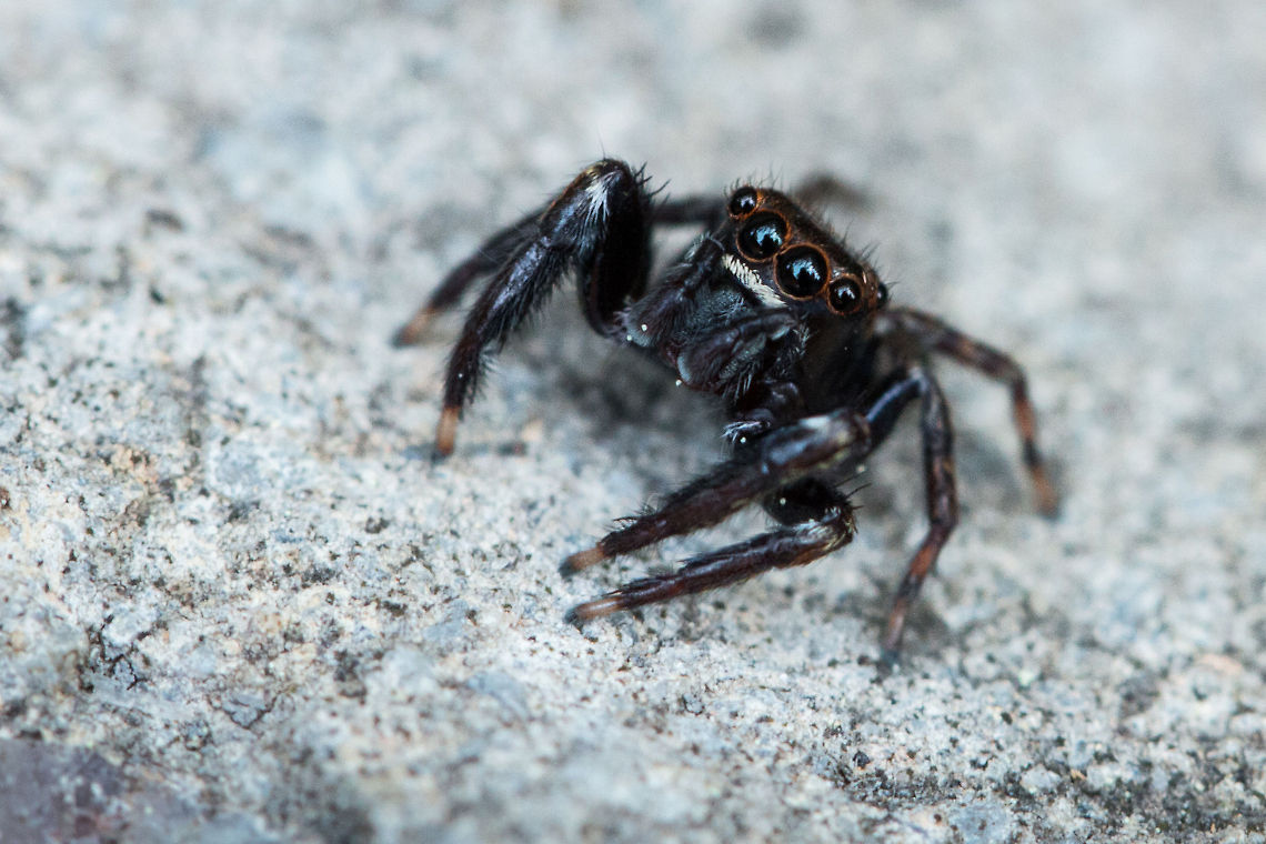 Jumping spider I am really not sure which species, there are a lot, this could take a while! This one is about 10mm across. Geotagged,Salticidae,South Africa,Winter,jumping spiders,south africa,spiders