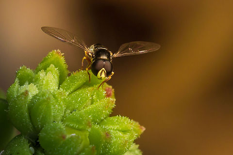 Flower Fly (Allograpta) I am not 100% on the ID of this little one and unfortunately did not get a shot of the rest of its body which would have helped. Possibly A. fuscotibialis, but I am really not sure. I will keep an eye out for it and try to get a photo of the other end. Little thing is only about 8-10mm long with a wingspan 15mm ish Geotagged,South Africa,Winter,africa,allograpta,flies,flower flies,insects,south africa