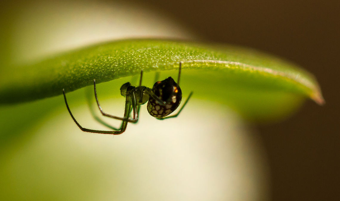 What lies beneath Found this little spider hiding under a leaf in the garden today, nice to know they are still around, although I don&#039;t see them that often. Geotagged,Leucauge thomeensis,Red-spotted marsh spider,South Africa,Winter,africa,leucauge,marsh spiders,south africa,spiders