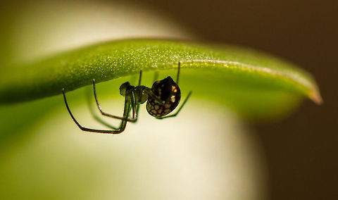 What lies beneath Found this little spider hiding under a leaf in the garden today, nice to know they are still around, although I don't see them that often. Geotagged,Leucauge thomeensis,Red-spotted marsh spider,South Africa,Winter,africa,leucauge,marsh spiders,south africa,spiders