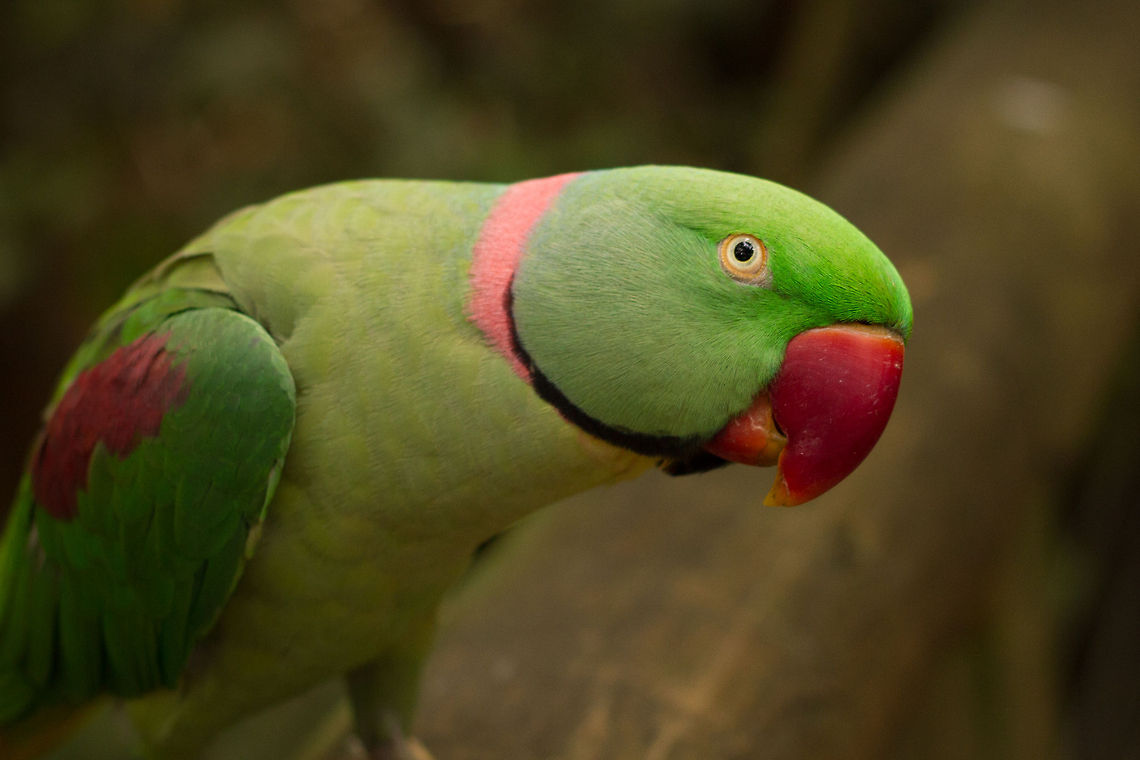 Alexandrine parakeet (male) I was surprised there was not one of these here already. Took this the other day while I was playing around with a &#039;nifty 50&#039; in a very dark area of Birds of Eden. Quite pleased!<br />
Alexandrines are very similar to Ringneck (or Rose-ringed) parakeets and similarly have taken up residence in many European countries. Their native range is in Asia (India,Thailand,Afghanistan,Laos etc.) where it is the largest of all the native parakeets.<br />
The female of the species lacks the ring around its neck. Alexandrine parakeet,Geotagged,Parakeets,Psittacula eupatria,South Africa,Winter,birds,parrots