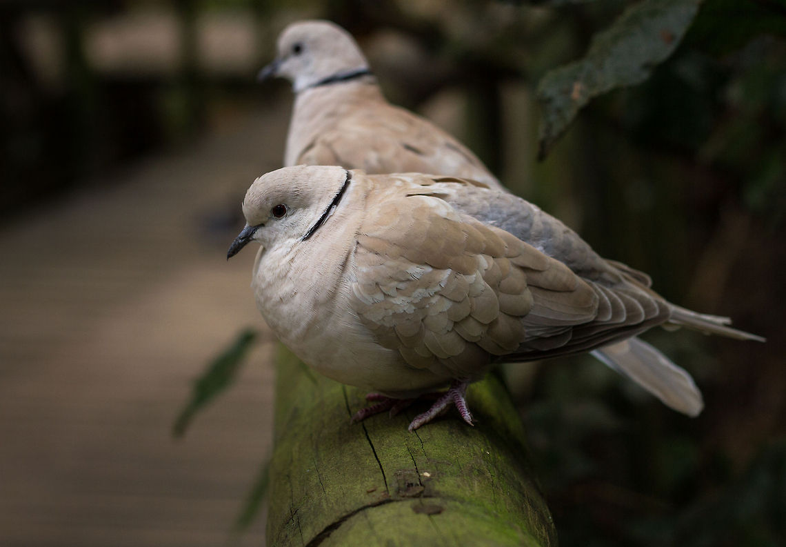Barbary dove Some of these doves carry a mutation that makes them completely white. These white Barbaries are most commonly used in stage magic acts. White Barbary doves are traditionally released in large public ceremonies, since it is a peace symbol in several cultures, and &quot;dove releases&quot; are also sometimes found at weddings and funerals. However, a release dove is, in fact, usually a homing pigeon, as Barbary doves lack the homing instinct. Geotagged,Ringneck Dove,South Africa,Streptopelia risoria,Winter,africa,birds,doves,pigeons,south africa