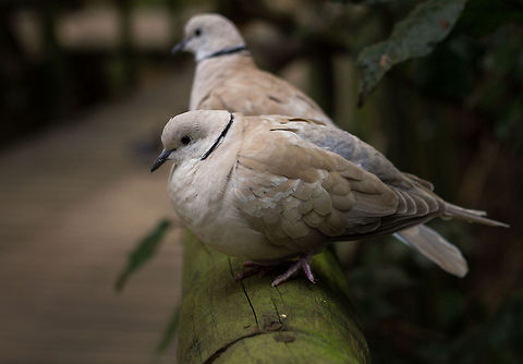 Barbary dove Some of these doves carry a mutation that makes them completely white. These white Barbaries are most commonly used in stage magic acts. White Barbary doves are traditionally released in large public ceremonies, since it is a peace symbol in several cultures, and "dove releases" are also sometimes found at weddings and funerals. However, a release dove is, in fact, usually a homing pigeon, as Barbary doves lack the homing instinct. Geotagged,Ringneck Dove,South Africa,Streptopelia risoria,Winter,africa,birds,doves,pigeons,south africa
