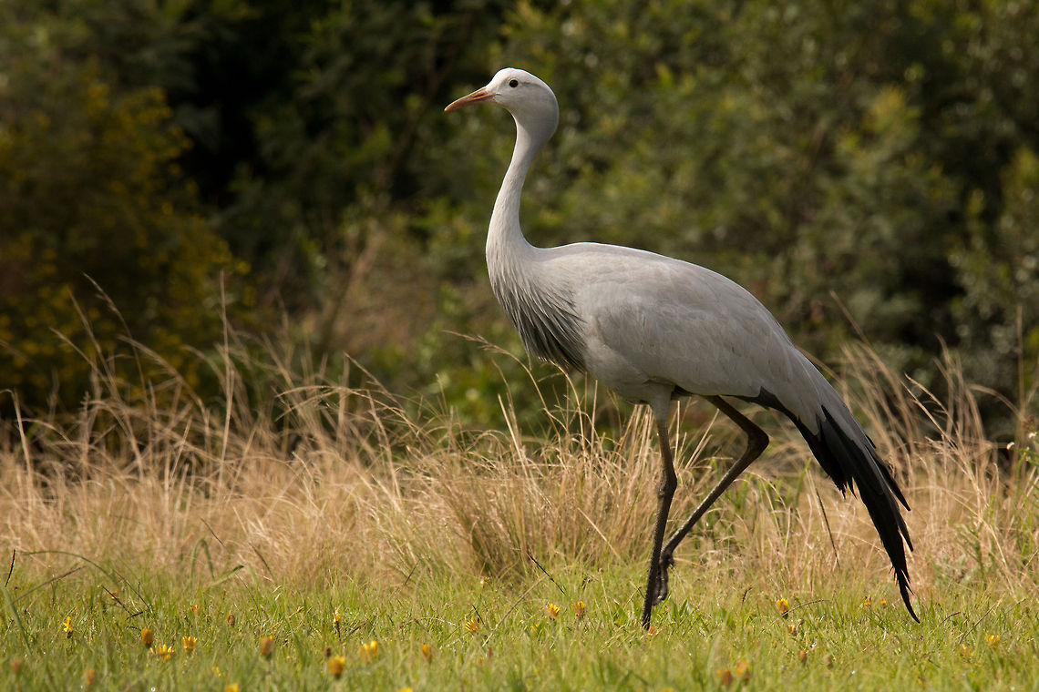 Blue crane Such majestic birds and worthy of their status as South Africa's national bird.<br />
 Anthropoides paradiseus,Blue Crane,Geotagged,South Africa,Winter,birds,cranes,south africa