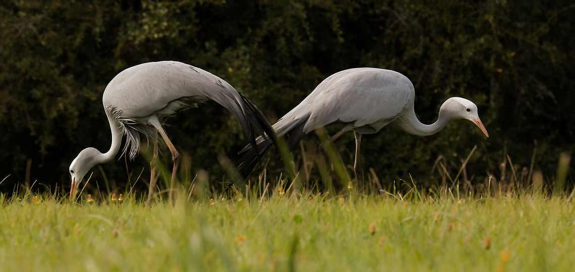 Blue cranes During the mating season these birds can become particularly aggressive and as they are pretty large, standing over 1m tall, you really do not want to get in their way! Anthropoides paradiseus,Geotagged,South Africa,Winter,birds,blue crane,cranes,southafrica