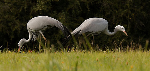 Blue cranes During the mating season these birds can become particularly aggressive and as they are pretty large, standing over 1m tall, you really do not want to get in their way! Anthropoides paradiseus,Geotagged,South Africa,Winter,birds,blue crane,cranes,southafrica