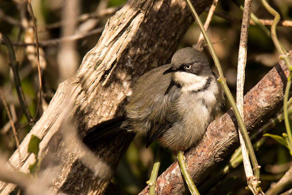 Bar-throated apalis Apalises are long-tailed warblers of forest, thicket or woodland that feed by catching insects. They are monogamous and territorial. The Bar-throated apalis makes an oval nest with a side entrance, the nest being tied to the outer branch of a small tree with cobwebs.<br />
There have been a pair of these living near my house for some time but I have only ever caught a glimpse of them. I got lucky this time as this one was having a good preen in the sunshine. Apalis thoracica,Bar-throated apalis,Geotagged,South Africa,Winter,africa,birds,pessarines,south africa