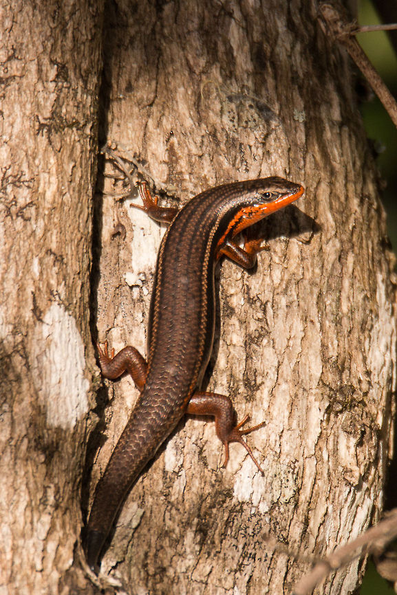 Red-sided skink This is the first time I have ever seen a male one of these, it ran up a branch and quick as a flash it was gone again, they are so secretive. Only the male has the orange markings like this and both have large claws for digging.<br />
This is the female:<br />
<figure class="photo"><a href="https://www.jungledragon.com/image/21824/red-sided_skink_female.html" title="Red-sided skink, female"><img src="https://s3.amazonaws.com/media.jungledragon.com/images/574/21824_thumb.jpg?AWSAccessKeyId=05GMT0V3GWVNE7GGM1R2&Expires=1759968010&Signature=UQKLuHQk3DBPNRZDXN3FGTIcmoQ%3D" width="200" height="200" alt="Red-sided skink, female Only the males have the red stripe underneath, the females having reddish coloured legs. They are normally very secretive, but this one was enjoying a spot of sunbathing. I think this one is a juvenile as it was tiny, with a body length of about 6cm. Adults can grow as large as 20cm.<br />
This is the male:<br />
http://www.jungledragon.com/image/21823/red-sided_skink.html Geotagged,Red-sided Skink,South Africa,Trachylepis homalocephala,Winter,reptiles,skinks,south africa" /></a></figure> Geotagged,Red-sided Skink,South Africa,Trachylepis homalocephala,Winter,reptiles,skinks,south africa