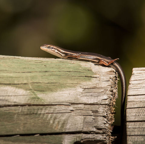 Red-sided skink, female Only the males have the red stripe underneath, the females having reddish coloured legs. They are normally very secretive, but this one was enjoying a spot of sunbathing. I think this one is a juvenile as it was tiny, with a body length of about 6cm. Adults can grow as large as 20cm.
This is the male:
http://www.jungledragon.com/image/21823/red-sided_skink.html Geotagged,Red-sided Skink,South Africa,Trachylepis homalocephala,Winter,reptiles,skinks,south africa