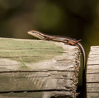 Red-sided skink, female Only the males have the red stripe underneath, the females having reddish coloured legs. They are normally very secretive, but this one was enjoying a spot of sunbathing. I think this one is a juvenile as it was tiny, with a body length of about 6cm. Adults can grow as large as 20cm.<br />
This is the male:<br />
http://www.jungledragon.com/image/21823/red-sided_skink.html Geotagged,Red-sided Skink,South Africa,Trachylepis homalocephala,Winter,reptiles,skinks,south africa