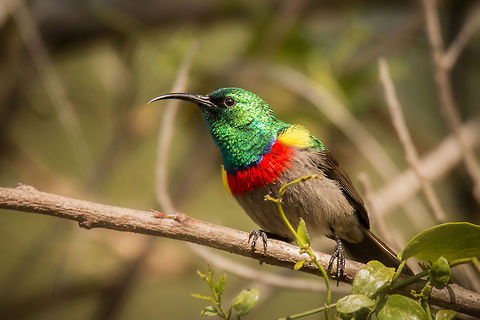 Southern double-collared sunbird (male) These beautiful birds feed mainly on nectar, supplemented with arthropods, catching prey from vegetation and spider webs and catching  insects aerially. It is also known as the Lesser double-collared, the Greater double-collared having a broader red stripe and is significantly larger Cinnyris chalybeus,Geotagged,South Africa,Southern Double-collared Sunbird,Winter,birds,south africa,sunbirds