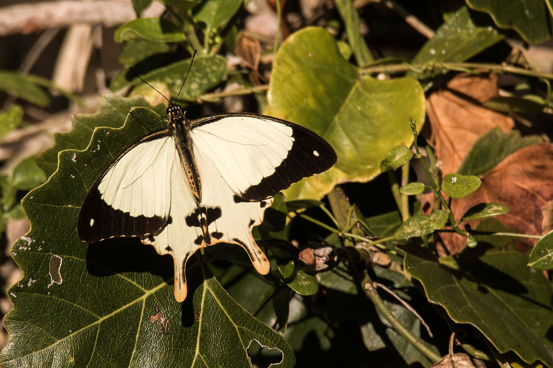 Mocker swallowtail This is a photo of the male. The female of the species is the master of protective disguise and mimics the appearance of of inedible butterflies:<br />
<figure class="photo"><a href="https://www.jungledragon.com/image/14843/mocker_swallowtail_female.html" title="Mocker swallowtail (female)"><img src="https://s3.amazonaws.com/media.jungledragon.com/images/574/14843_thumb.jpg?AWSAccessKeyId=05GMT0V3GWVNE7GGM1R2&Expires=1767225610&Signature=jP2Rv7sSKgXc%2Fw411Rul6km%2BRGE%3D" width="200" height="190" alt="Mocker swallowtail (female) Unlike the male, the female has no &#039;tail&#039;.<br />
 Geotagged,Papilio dardanus,South Africa,butterflies" /></a></figure> Geotagged,Papilio dardanus,South Africa,Winter,butterflies,insects,mocker swallowtail,south africa
