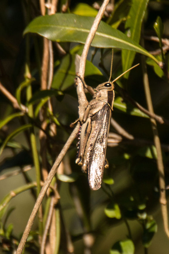 Garden locust (Acanthacris ruficornis) Not the best photo, as you can see it was quite a distance away.<br />
These grasshoppers are a delicacy in some countries, fried or roasted after the wings and legs have been removed :(<br />
Their hind legs have spines which can break human skin if kicked by these strong insects. Acanthacris ruficornis,Garden locust,Geotagged,South Africa,Winter,africa,grasshoppers,insects,south africa