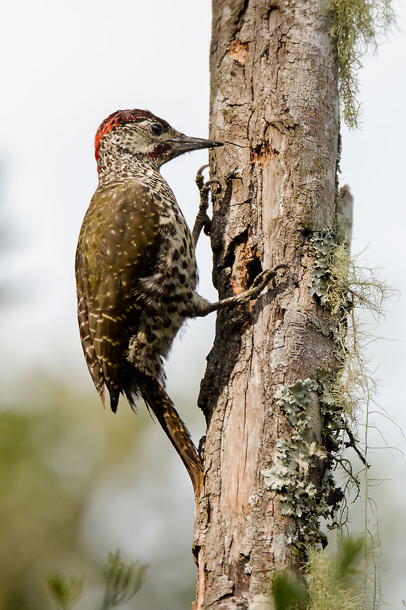 Knysna woodpecker I haven't really had time to take photos recently, but when a bird I have never seen turned up outside, that was it, everything else got pushed aside!<br />
Knysna woodpeckers are endemic to South Africa and in particular to the coastal plains around the Western Cape. They are uncommon sightings, normally located by their shrill 'scream' or the sound of their tapping. Unlike many other woodpeckers, the Knysna does not 'drum'. The males have a red bar under their eye, like this one, and the females is black. These birds are globally considered as 'Near Threatened' because of their restricted range. It is estimated there are between 1000-1500 in protected areas.<br />
Lucky, lucky me! Africa,Campethera notata,Geotagged,South Africa,birds,knysna woodpecker,south africa,woodpeckers