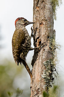 Knysna woodpecker I haven't really had time to take photos recently, but when a bird I have never seen turned up outside, that was it, everything else got pushed aside!
Knysna woodpeckers are endemic to South Africa and in particular to the coastal plains around the Western Cape. They are uncommon sightings, normally located by their shrill 'scream' or the sound of their tapping. Unlike many other woodpeckers, the Knysna does not 'drum'. The males have a red bar under their eye, like this one, and the females is black. These birds are globally considered as 'Near Threatened' because of their restricted range. It is estimated there are between 1000-1500 in protected areas.
Lucky, lucky me! Africa,Campethera notata,Geotagged,South Africa,birds,knysna woodpecker,south africa,woodpeckers