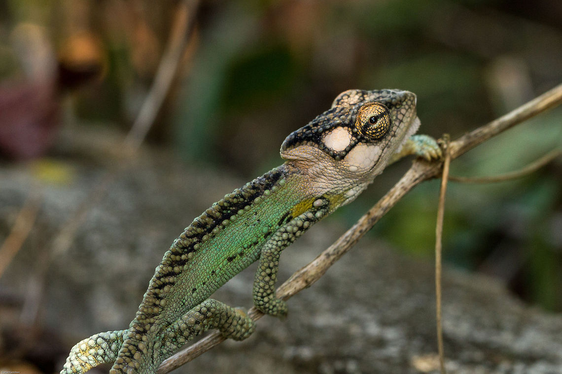 Knysna dwarf chameleon Absolutely thrilled to have finally spotted one of these, but oh boy was it fast!<br />
The Knysna is one of the larger of all the dwarf chameleons reaching up to 18cm in length and is identified by its prominent casque (lump on its head).<br />
Although not assessed by the IUCN it is considered to be endangered due to habitat loss. None of that where I live, so this little one has found a safe haven. Bradypodion damaranum,Geotagged,Knysna dwarf chameleon,South Africa,Spring,chameleons,dwarf chameleons,reptiles,south africa