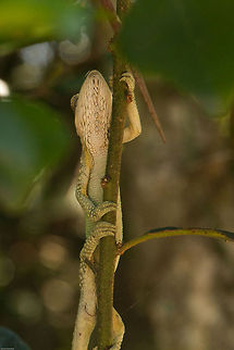 Underside of a chameleon Captured this photo as this little thing was racing away from me up the nearest tree, first time I have seen one from this angle. Bradypodion damaranum,Geotagged,Knysna dwarf chameleon,South Africa,Spring,chameleons,dwarf chameleons,reptiles,south africa