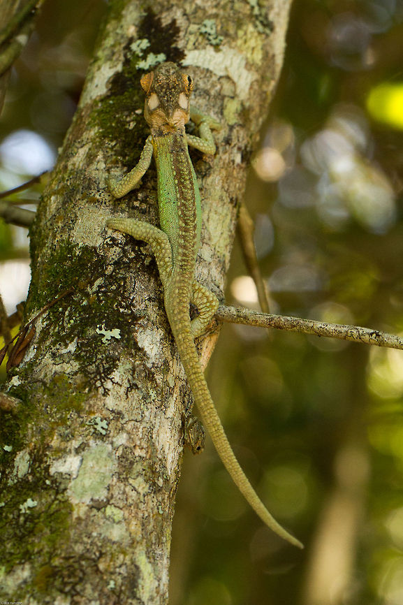 Knysna dwarf chameleon top view Not the best of photos but he was scurrying away pretty fast and I don&#039;t know if I will ever be lucky enough to see another one! Bradypodion damaranum,Geotagged,Knysna dwarf chameleon,South Africa,Spring,chameleons,dwarf chameleons,reptiles,south africa