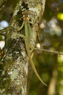 Knysna dwarf chameleon top view Not the best of photos but he was scurrying away pretty fast and I don't know if I will ever be lucky enough to see another one! Bradypodion damaranum,Geotagged,Knysna dwarf chameleon,South Africa,Spring,chameleons,dwarf chameleons,reptiles,south africa