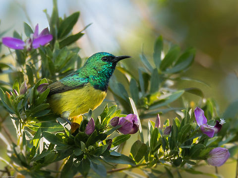 Collared sunbird This little bird is really testing my patience. Its been almost 2 years since I last managed to get a photo of one of these and since then I have been trying to get a better shot. The last three days I have been watching this one and waiting for it to come to a suitable position, but it never stays for more than a split second. I am still not happy with this shot, but it is marginally better than the last one and I may never get another opportunity...but I will keep trying!!! Collared Sunbird,Geotagged,Hedydipna collaris,South Africa,Spring,birds,sunbirds