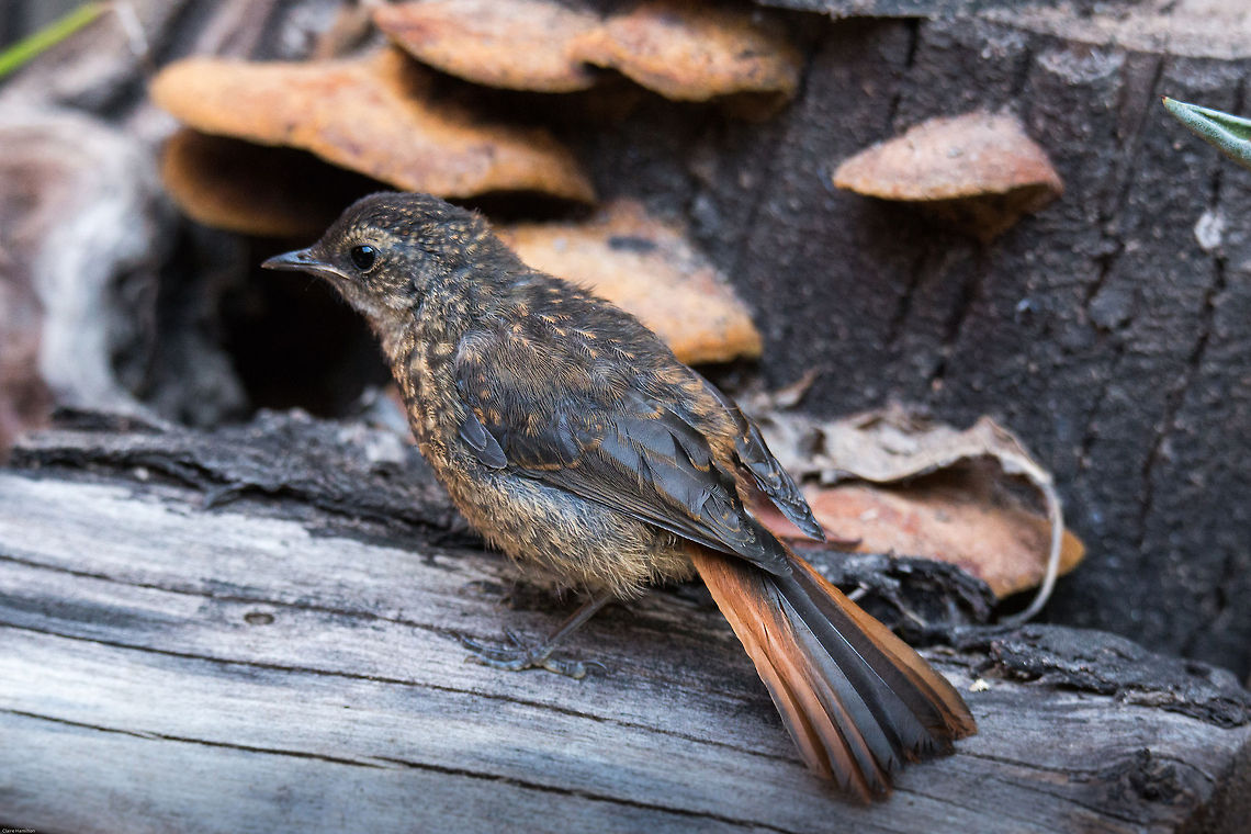 Cape robin-chat (juvenile) These little robins are generally very shy so I was very surprised when this little juvenile came pretty close whilst Mum was busy scrubbing around in the undergrowth for insects. Cape robin-chat,Cossypha caffra,Geotagged,South Africa,Spring,birds,chats,robins,south africa