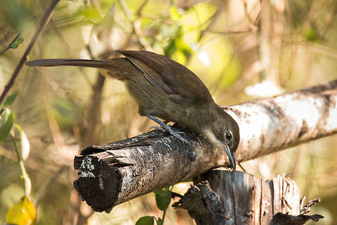 Terrestrial brownbul Another newcomer to my garden, I only managed to capture this one shot then it was away again. These are very secretive birds but according to Sasol Birds, 'joins mixed species bird parties'. Can't say I have ever noticed any bird parties in my garden but I shall now be looking out for them! Its name in Afrikaans is 'Boskrapper' so maybe it is a bit of a party bird! Geotagged,Phyllastrephus terrestris,South Africa,Spring,birds,brownbuls,forest bulbuls,greenbuls,south africa,terrestrial brownbul