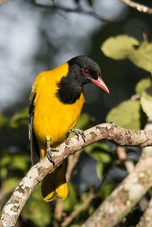 Black-headed oriole Stunning bird with a unique and very loud call. Black-headed Oriole,Geotagged,Oriolus larvatus,South Africa,Spring,birds,south africa