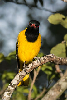 This is my 'not very happy' look! Black-headed oriole waiting for his supper last night! Black-headed Oriole,Geotagged,Oriolus larvatus,South Africa,Spring,birds,south africa