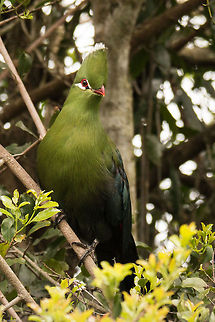 Knysna lourie (turaco) I think these will always be my favourite birds and as I see them every day, I forget to take photos. So I took a couple last night. Geotagged,Knysna Turaco,South Africa,Spring,Tauraco corythaix,africa,louries,south africa,turacos