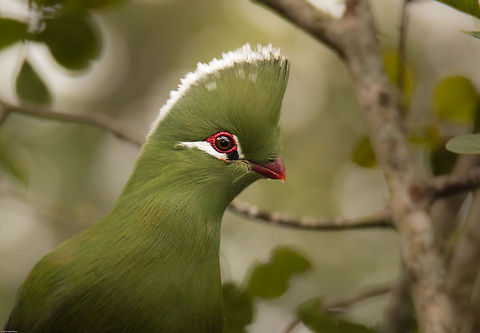 Knysna Lourie portrait  Geotagged,Knysna turaco,South Africa,Spring,Tauraco corythaix,africa,loeries,louries,south africa,turacos