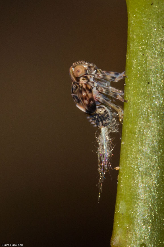 Alien insect? I have absolutely no idea what this is at the moment, its the strangest thing I have ever seen. About 4mm long. Not the best of photos, it was in an awkward position and I was too lazy to get the tripod and external flash out. Shame on me! Geotagged,South Africa,Spring,insects,south africa