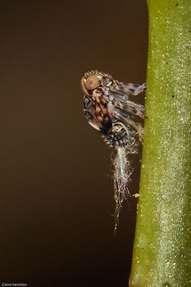 Alien insect? I have absolutely no idea what this is at the moment, its the strangest thing I have ever seen. About 4mm long. Not the best of photos, it was in an awkward position and I was too lazy to get the tripod and external flash out. Shame on me! Geotagged,South Africa,Spring,insects,south africa