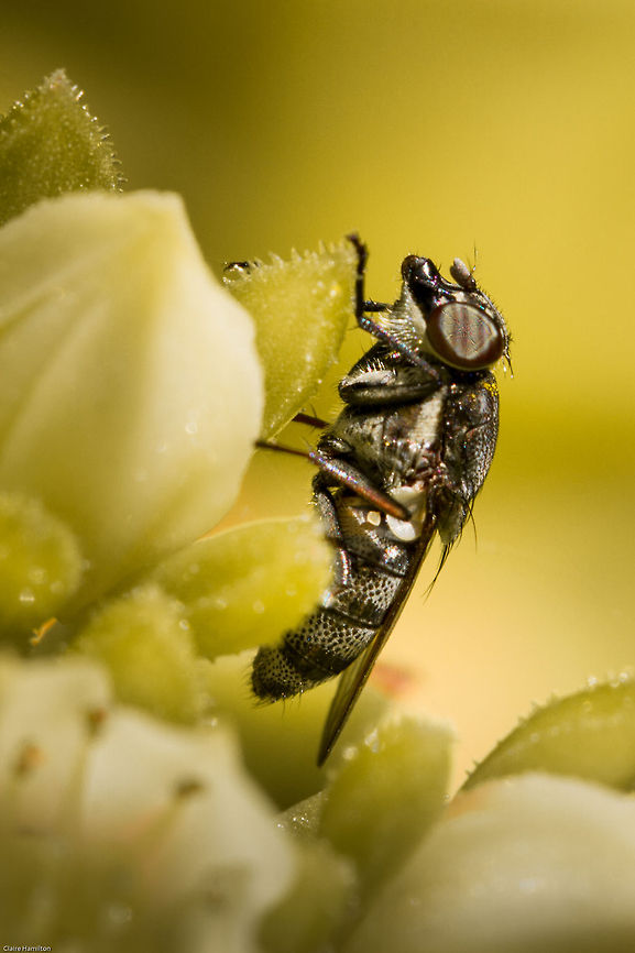 Female S. lunata First time seen in the garden, another one of those &#039;popped into the shot&#039; moments!<br />
There are 150,000 types of fly and it is believed there are 1,000,000 species living today.<br />
Quite please therefore that I got an ID on this one, albeit with a little expert help! Geotagged,South Africa,Spring,Stomorhina lunata,africa,diptera,flies,insects,rhiniidae,south africa