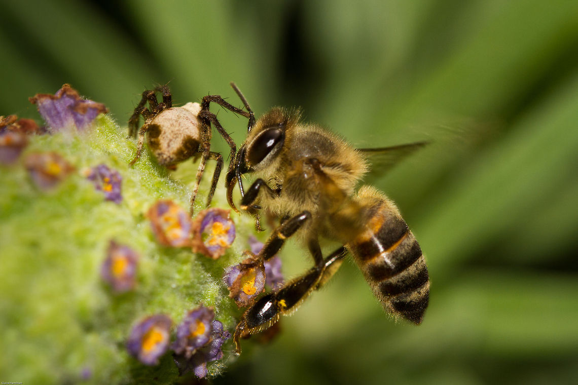 'Get off...I was here first!' Bees and spiders all vying for the best place on my lavender! The spider is a Lynx spider (Oxyopes) Apis mellifera,Geotagged,South Africa,Spring,Western honey bee,africa,bees,insects,south africa