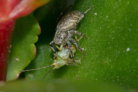 Jumping spider (Salticidae) with prey Not a good day to be a planthopper!
I will try to get an exact species, not easy though Geotagged,Heliophanus demonstrativus,South Africa,Spring,jumpingspiders,salticidae,south africa,spiders