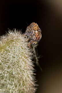 Planthopper nymph (another view) This little fella is really getting around.  Geotagged,South Africa,Spring,insects,nymphs,planthoppers,south africa