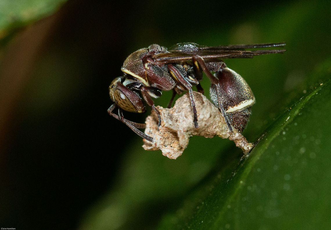 Paper wasp (Ropalidia sp.) Busy building her nest. As I am unable to identify the exact species, some info on Paper Wasps:<br />
Narrow waisted brown wasps with black, yellow, grey or white markings on the body. All species build papery multi-celled nests of wood pulp and saliva, attached by a stalk to plants, rocks or buildings. All are social and defend their nests aggressively. The young are fed with chewed caterpillars. Nests are abandoned at the end of the season after males and reproductive females are produced. Fertilized females overwinter in sheltered places, founding new colonies in spring, their female offspring becoming workers. Geotagged,Ropalidia,South Africa,Spring,insects,paper wasps,wasps