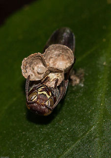 Paper wasp with her eggs  Geotagged,Ropalidia,South Africa,Spring,insects,paper wasps,south africa,wasps